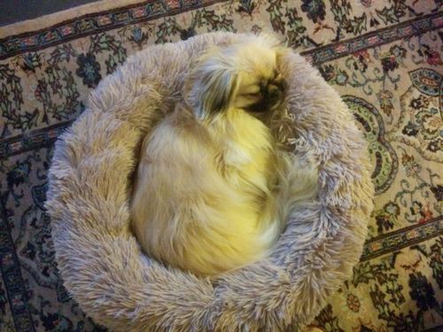 Customer photo review of Lit Apaisant Comfy® |  Pour Chien et Chat