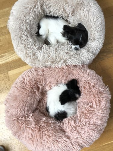 Customer photo review of Lit Apaisant Comfy® |  Pour Chien et Chat