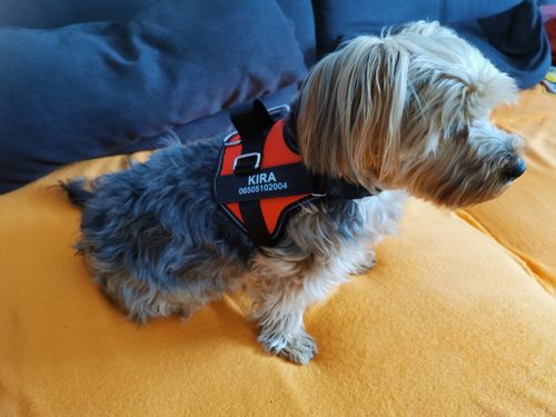 Customer photo review of Pfotenlove® - Personalisiertes Hundegeschirr