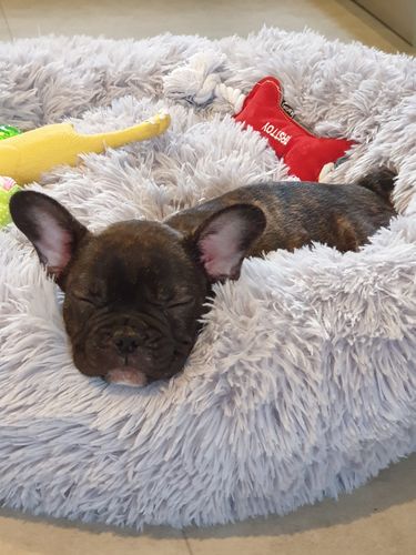 Customer photo review of Lit Apaisant Comfy® |  Pour Chien et Chat