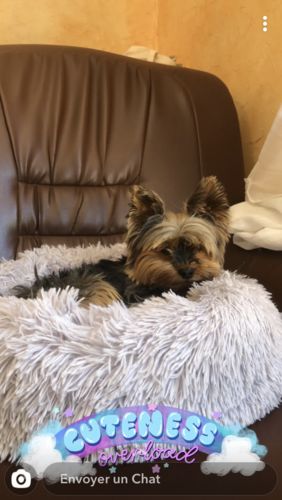 Customer photo review of Lit Apaisant Comfy® |  Pour Chien et Chat