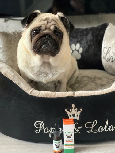 Customer photo review of Bailey's Full Spectrum Hemp Oil For Dogs w/ 150MG Naturally Occurring CBD