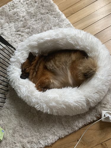 Customer photo review of Lit Apaisant Comfy® |  Pour Chien et Chat