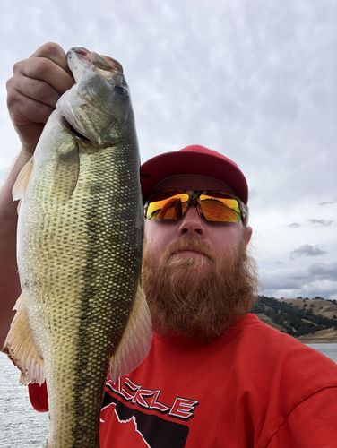 Customer photo review of Headbanger RockerHead 3-pack