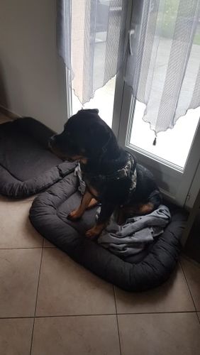 Customer photo review of Harnais pour chien ajustable