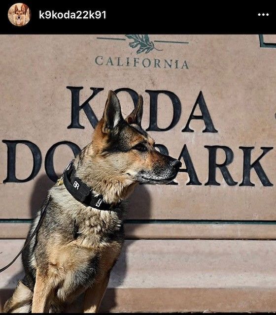 Customer photo review of K-9 Veteran Pin