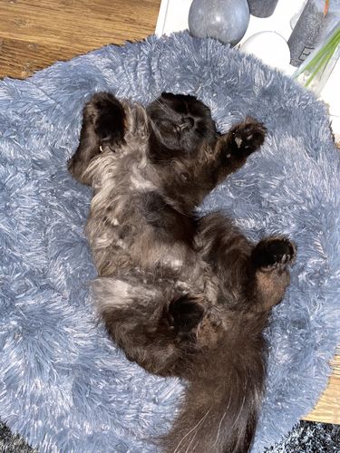 Customer photo review of Lit Apaisant Comfy® |  Pour Chien et Chat