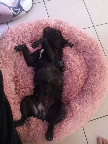 Customer photo review of Lit Apaisant Comfy® |  Pour Chien et Chat