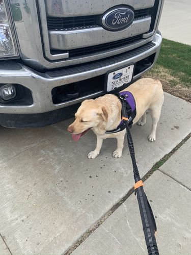 Customer photo review of Lifetime Warranty Personalized Doggykingdom® NO PULL Harness