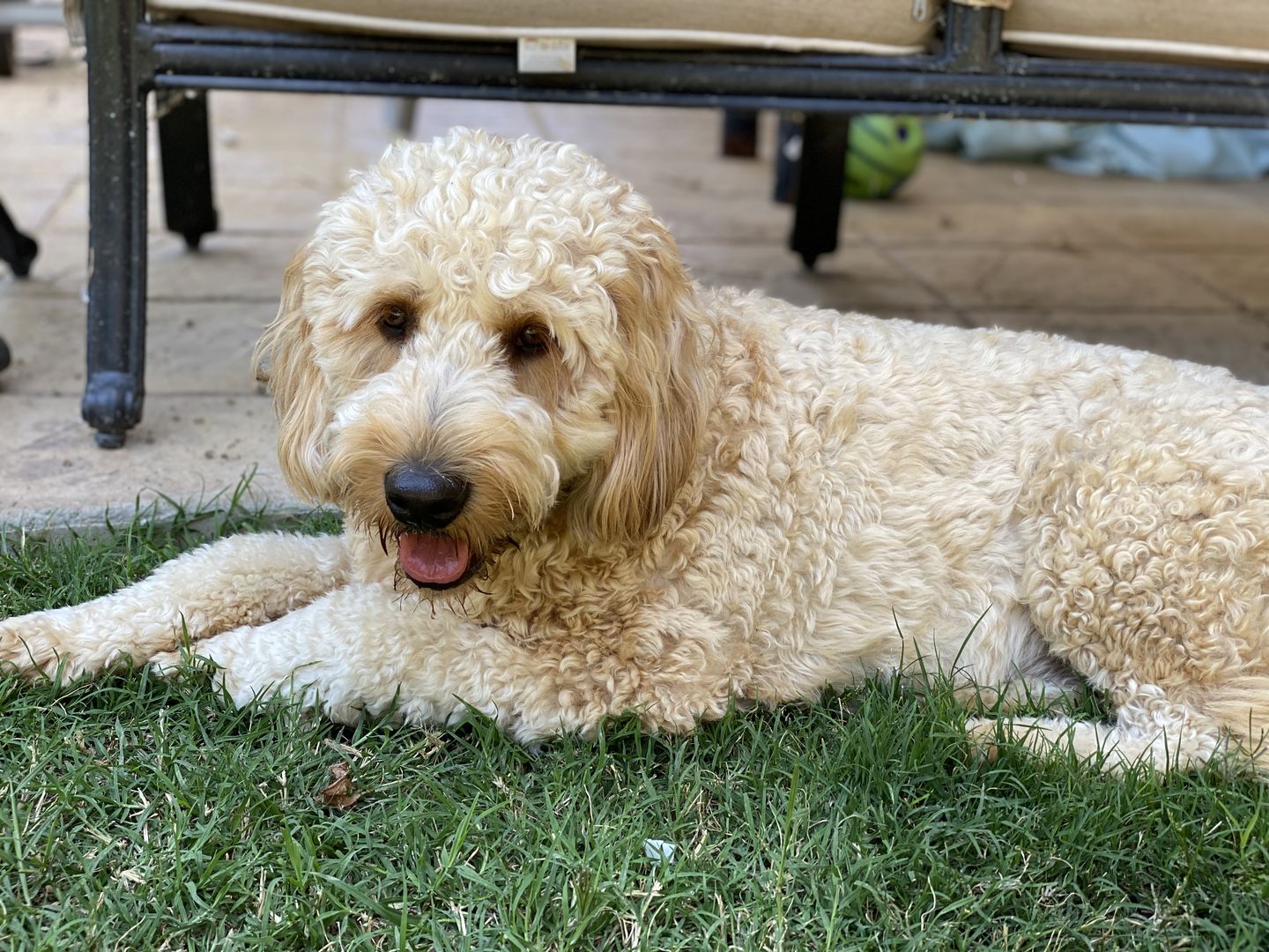 Customer photo review of Goldendoodle Art "Happy Doodle Coffee" Art Print by Krista Brooks