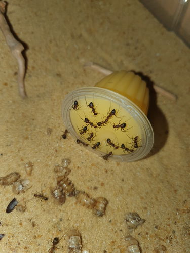Customer photo review of Protein Jelly 16g (Random Flavour)