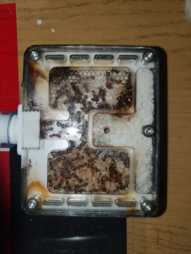 Customer photo review of AntKit Acrylic Nest Series 4 (Size 2)