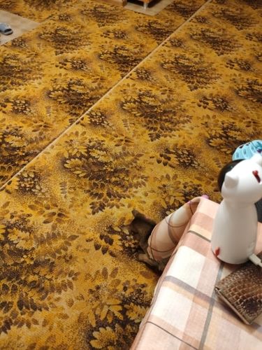 Customer photo review of Cat Interactive Auto Rotating Toy