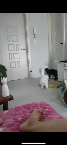 Customer photo review of Cat Interactive Auto Rotating Toy