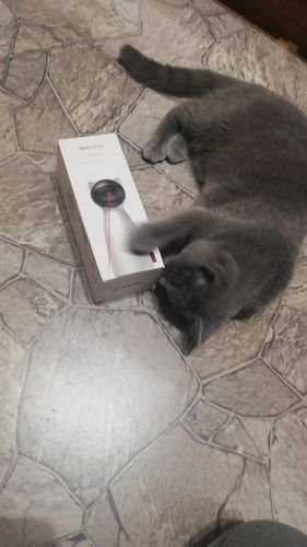 Customer photo review of Cat Interactive Auto Rotating Toy