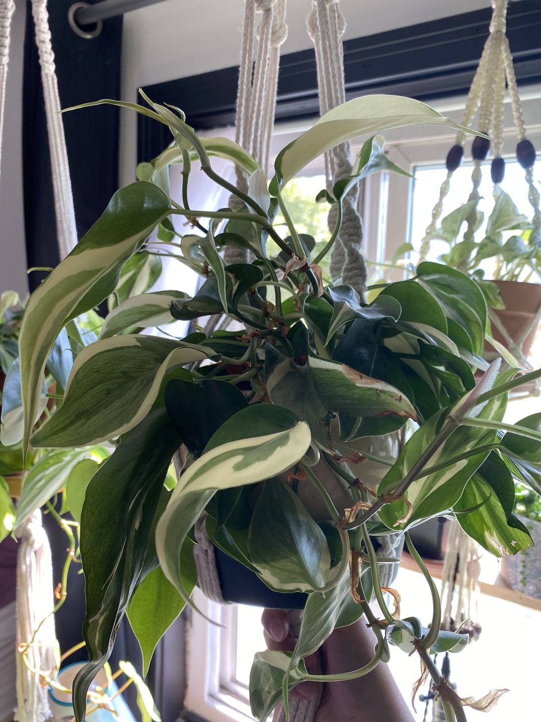 Customer photo review of 4" Philodendron sp. Rio