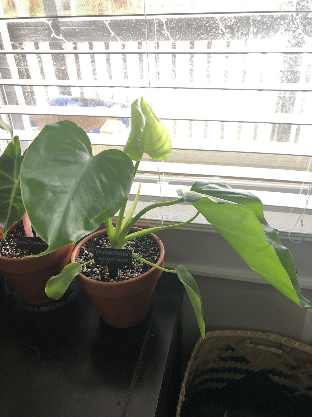 Customer photo review of 4" Philodendron Giganteum