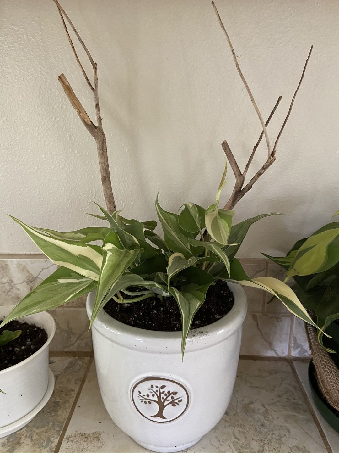 Customer photo review of 4" Philodendron sp. Rio