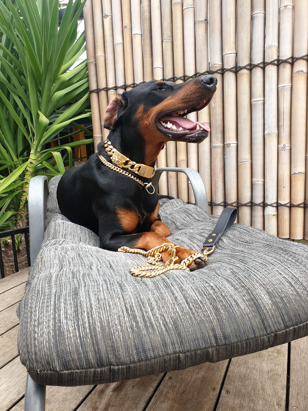 Customer photo review of Miami Gold Dog Leash