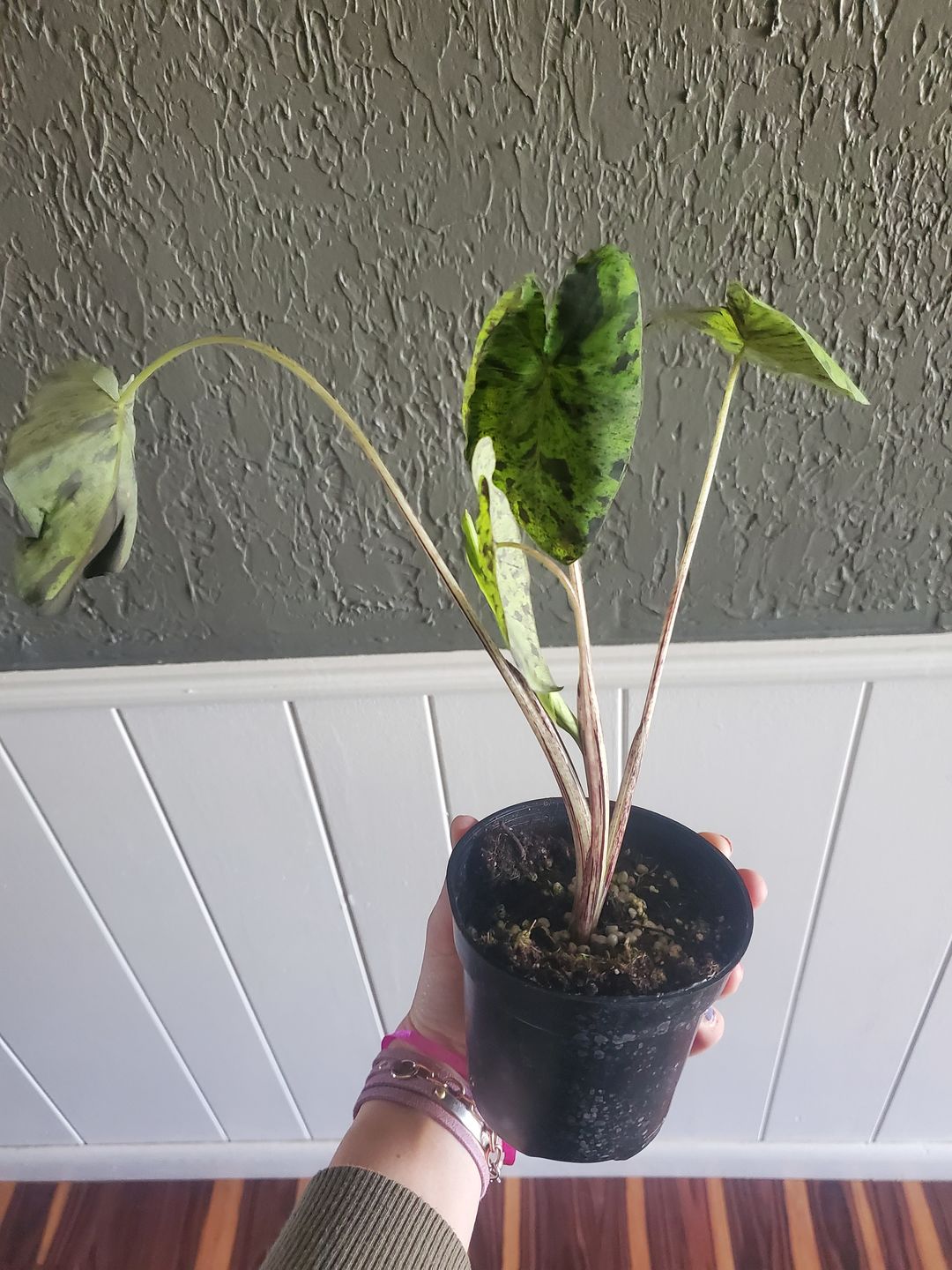 Customer photo review of 4" Colocasia Mojito