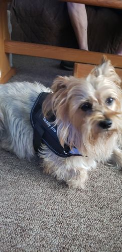 Customer photo review of Lifetime Warranty Personalized NO PULL Dog Harness (FREE Shipping)