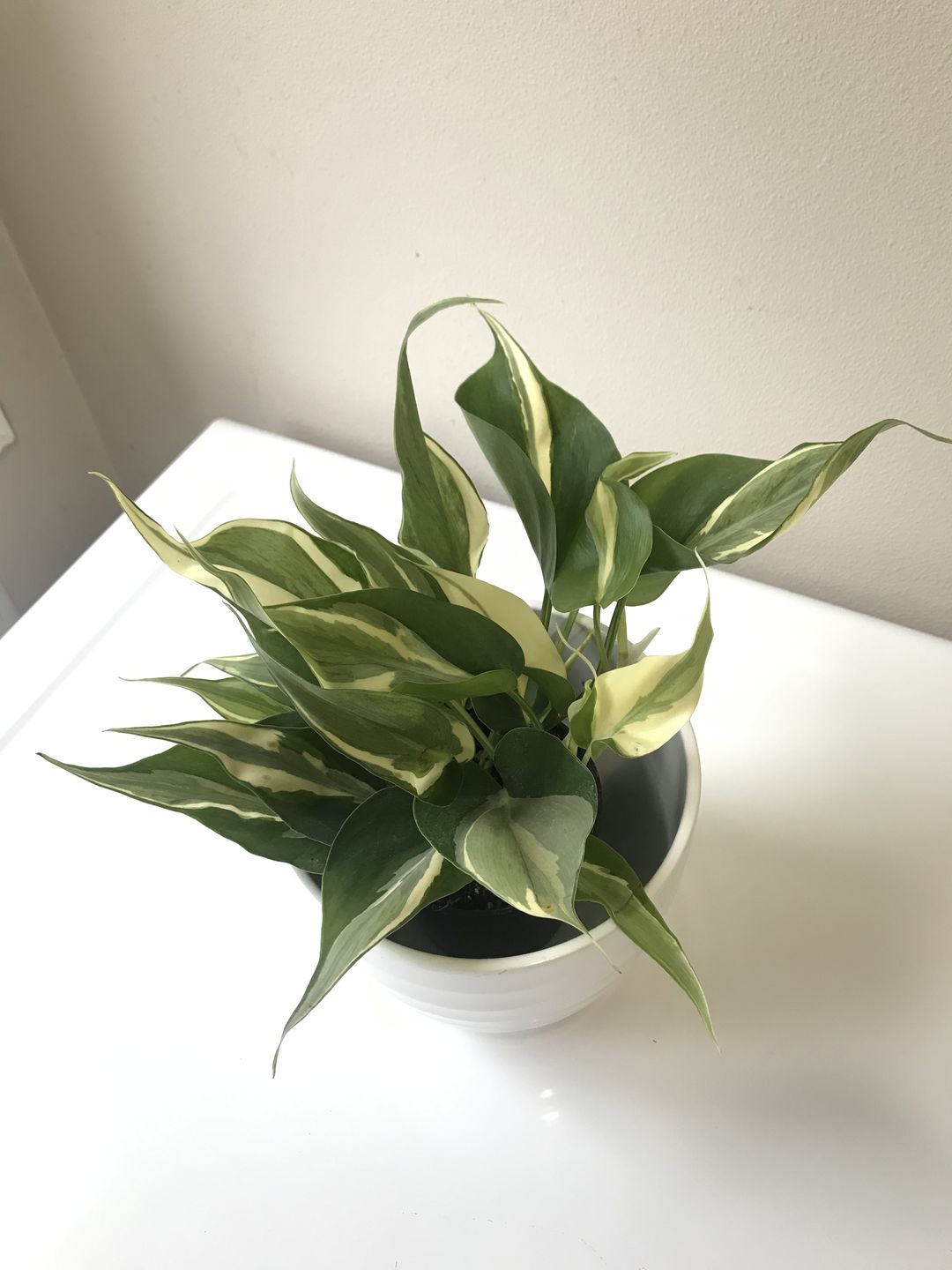 Customer photo review of 4" Philodendron sp. Rio