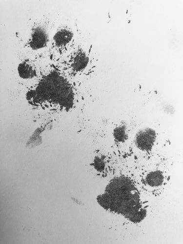 Customer photo review of Magic Inkless Pet Paw Print Kit