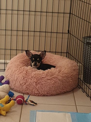 Customer photo review of Lit Apaisant Comfy® |  Pour Chien et Chat
