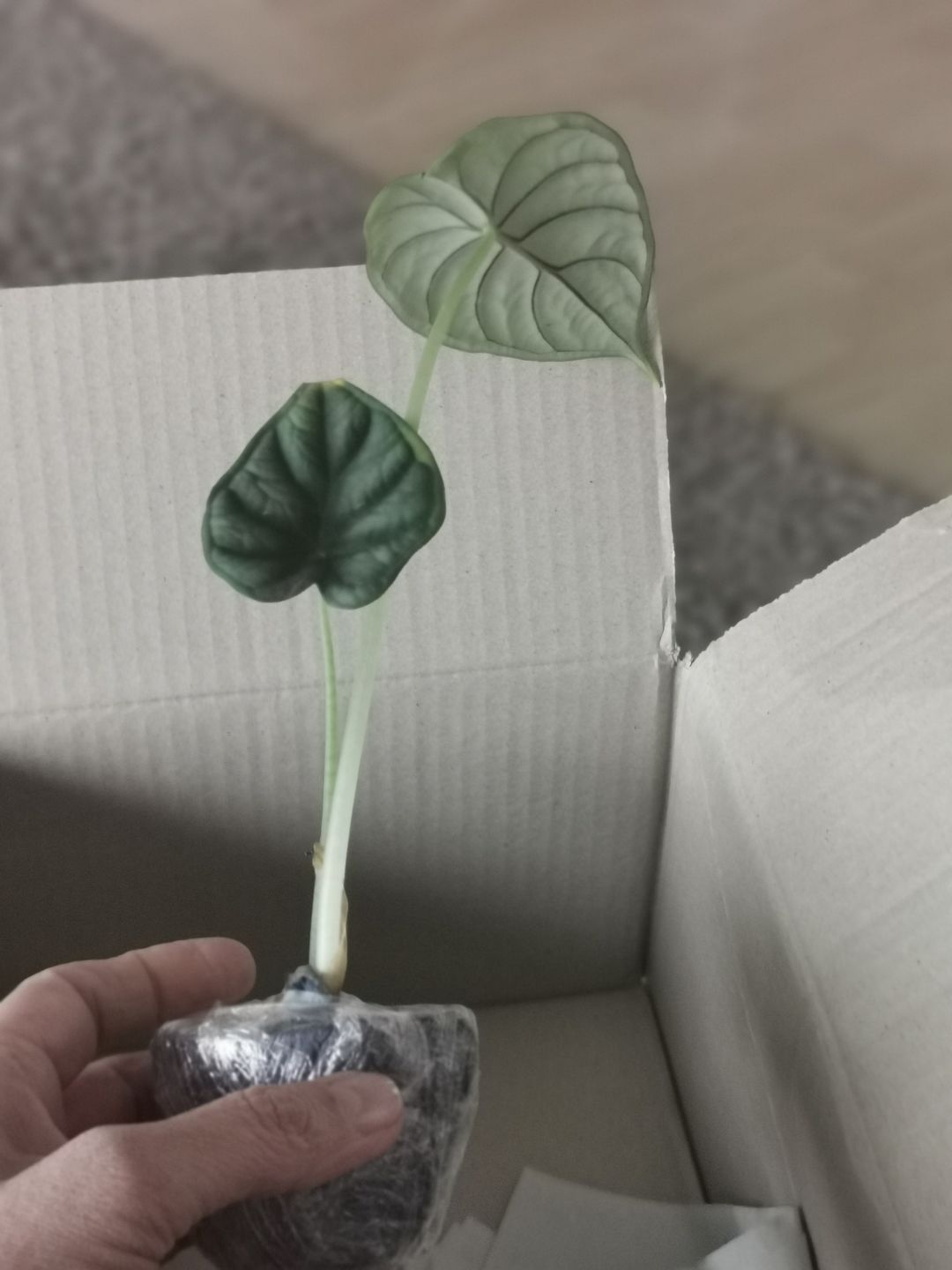 Customer photo review of ALOCASIA DRAGON SCALE