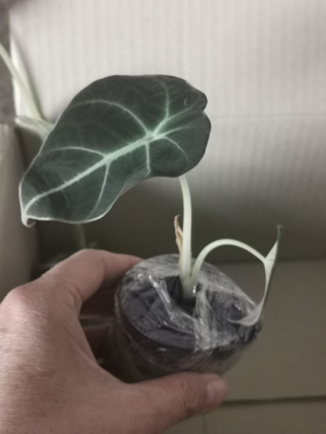 Customer photo review of ALOCASIA BLACK VELVET
