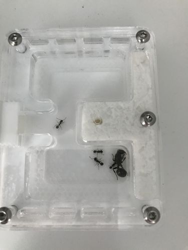 Customer photo review of AntKit Acrylic Nest Series 4 (Size 2)