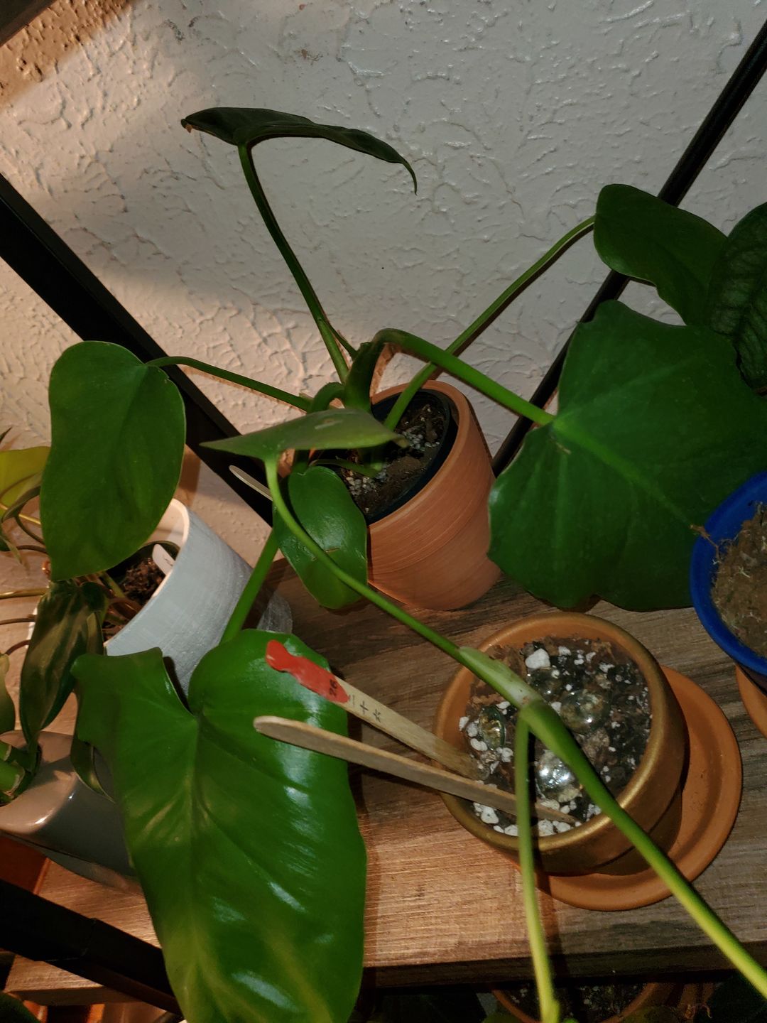 Customer photo review of 4" Philodendron Giganteum