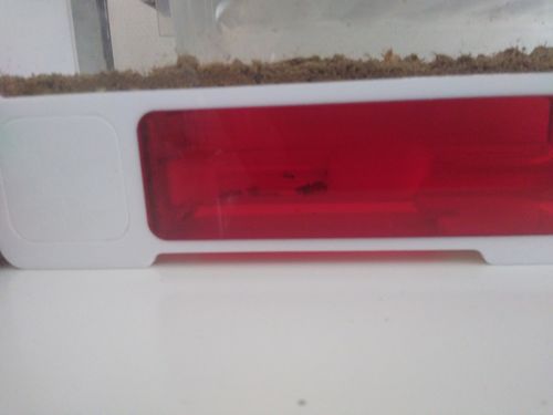 Customer photo review of AntKit AntHome Test Tube Formicarium