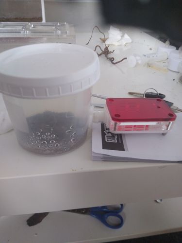 Customer photo review of AntKit Acrylic Nest Series 4 (Size 1)
