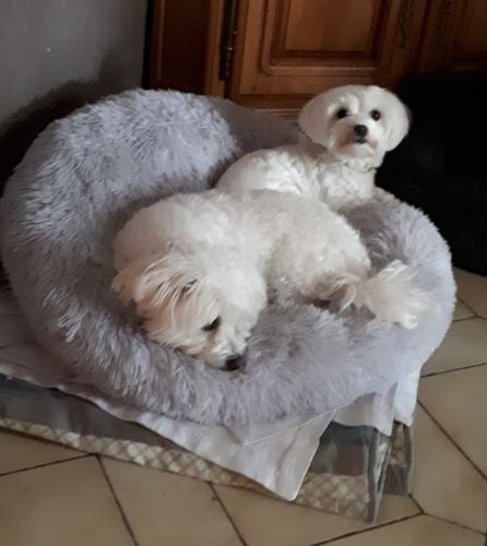 Customer photo review of Lit Apaisant Comfy® |  Pour Chien et Chat