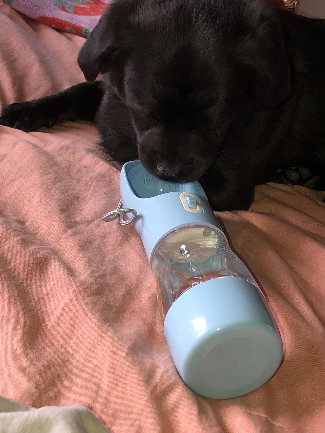 Customer photo review of Hunde Trinkflasche inkl. Futterbehälter