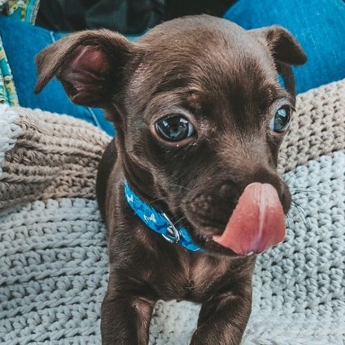 Customer photo review of DOG LOVERS LIGHTROOM PRESETS