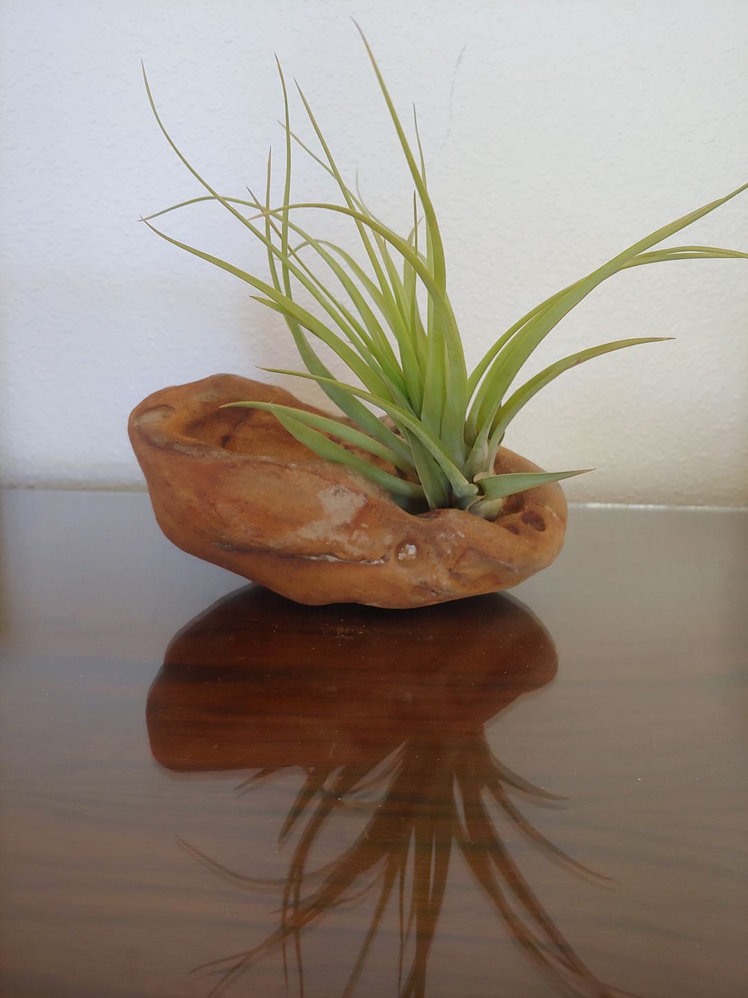 Customer photo review of Wholesale Ionantha Guatemala Medium  (Minimum Order 10)