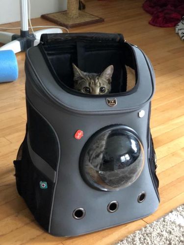 Customer photo review of Cat Capsule