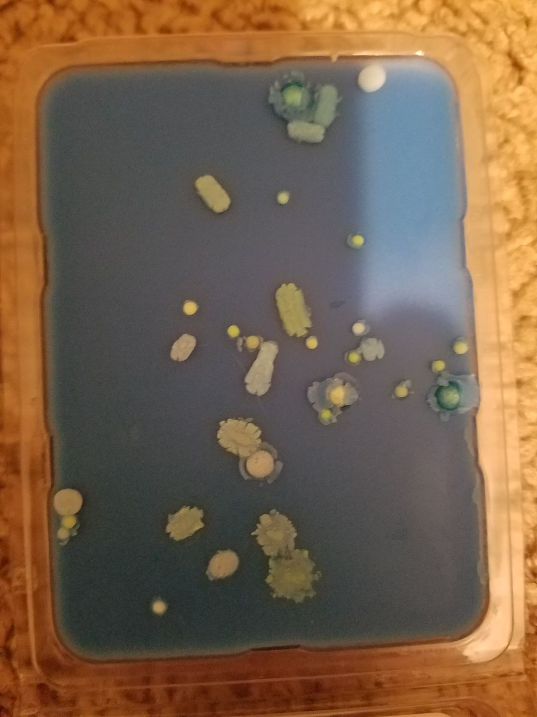 Customer photo review of Fairy Dust Wax Melts