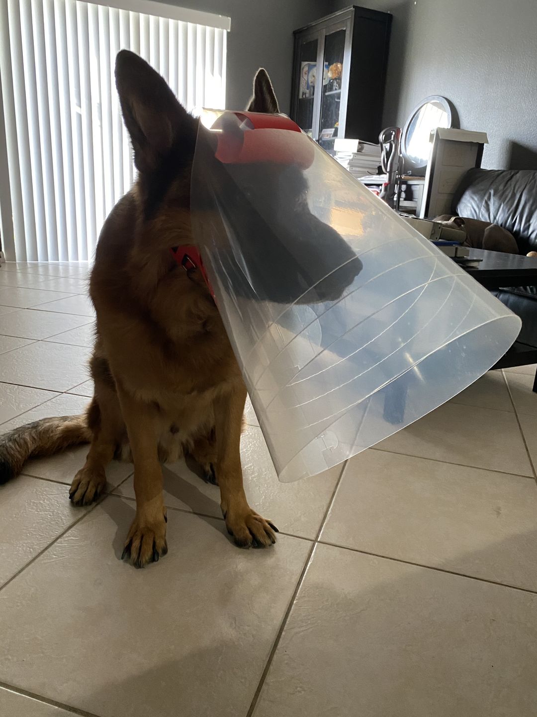 Customer photo review of NovaGuard Recovery Collar