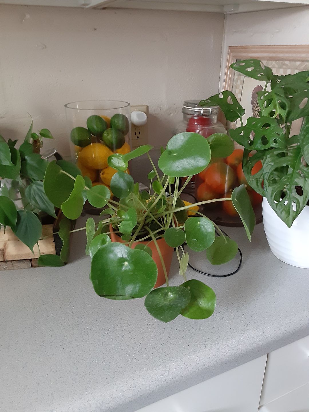 Customer photo review of 4" Pilea Peperomioides