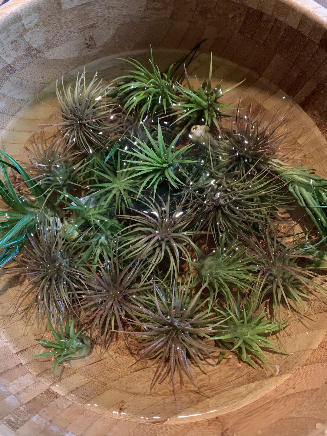 Customer photo review of B Quality Ionantha Variety 3 Pack  ($0.75 Per Plant)
