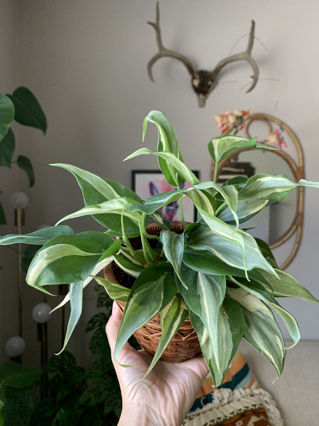 Customer photo review of 4" Philodendron sp. Rio