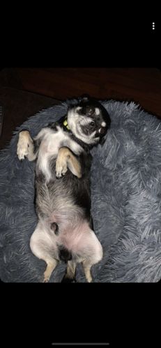 Customer photo review of Lit Apaisant Comfy® |  Pour Chien et Chat