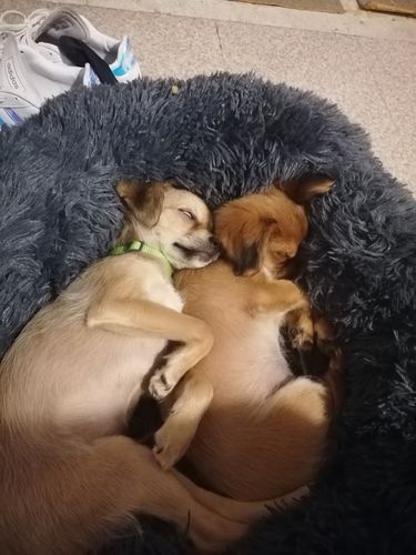 Customer photo review of Lit Apaisant Comfy® |  Pour Chien et Chat