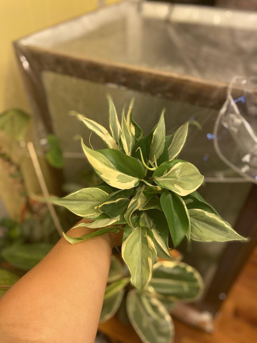 Customer photo review of 4" Philodendron sp. Rio