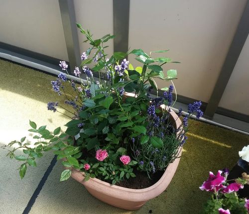 Customer photo review of Lavendel 8er Paket