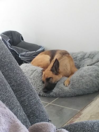 Customer photo review of Lit Apaisant Comfy® |  Pour Chien et Chat
