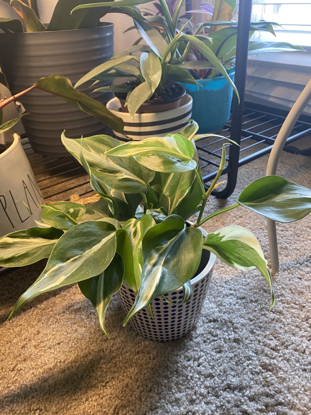 Customer photo review of 4" Philodendron sp. Rio